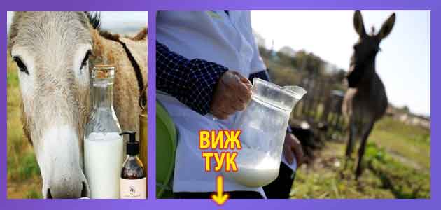 001 магарешко мляко 03