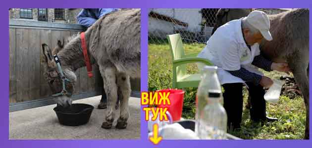 001 магарешко мляко 04